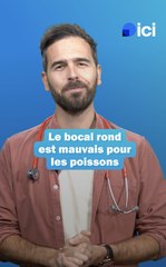 Prendre soin de ses poissons - Les conseils du véto