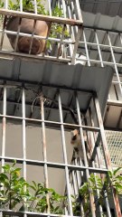 #funny video #shortvideo #viralvideo #funnyadda#