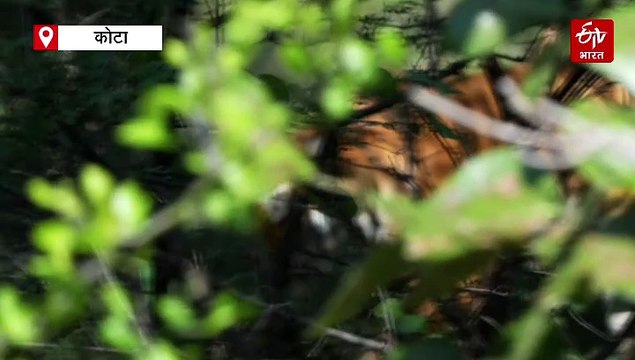 'एन्चैंटिंग मुकुंदरा' का ट्रेलर लॉन्च, MHTR के अनछुए सौंदर्य और जैविक विविधता को पहचान दिलाने की कोशिश