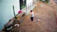 Câmera flagra mulher furtando flores em canteiro no Centro de Cascavel