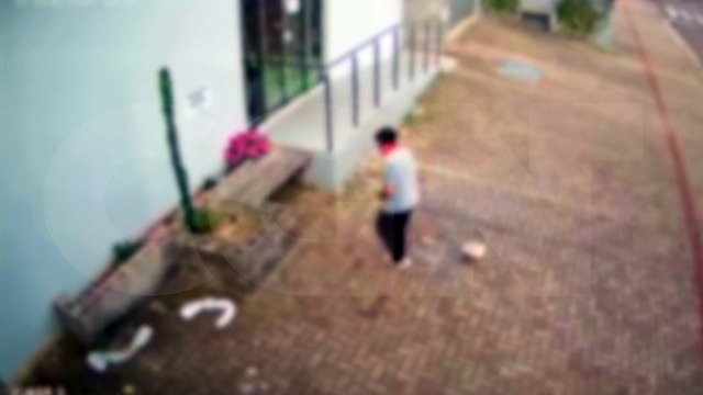 Câmera flagra mulher furtando flores em canteiro no Centro de Cascavel