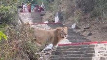 Lions Spotted Near Palitana Jain Tirth Among People in Gujarat