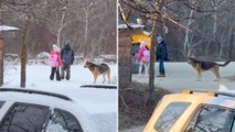 Protective Dog Walks Family's Kids To And From School Bus Stop And Waits With Them Every Day | Wild-ish TV