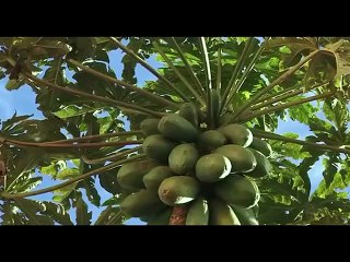 Madagascar, terre des ancêtres🌎Documentaire en français