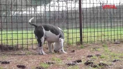 Natale, Lav: "Un cucciolo? Sbagliato considerarlo un regalo"