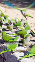 ¿Te cuesta hacer amigos nuevos? Estos pájaros tienen una solución