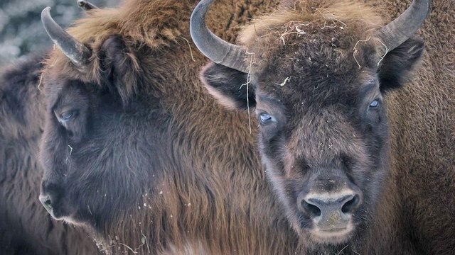 Animus Femina Bande-annonce VF