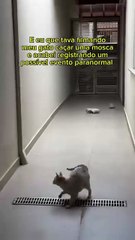 Una joven captó un “fantasma” en su casa mientras filmaba a su gato y el video causó escalofríos