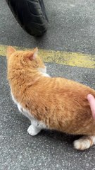 #funny video #shortvideo #viralvideo #funnyadda#