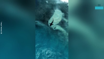 Drone Captures Shark Feeding Frenzy Metres From Shore in Byron Bay