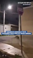Tamanduá-bandeira é visto passeando pelas ruas de cidade mineira