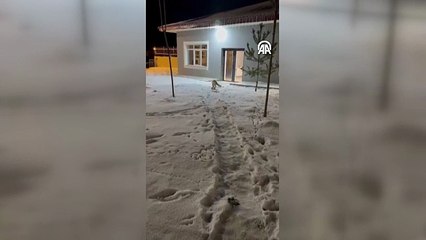 Bahçede yiyecek arayan tilki görüntülendi