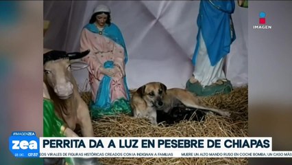 Perrita de la calle da a luz a siete cachorritos en un pesebre comunitario de Chiapas