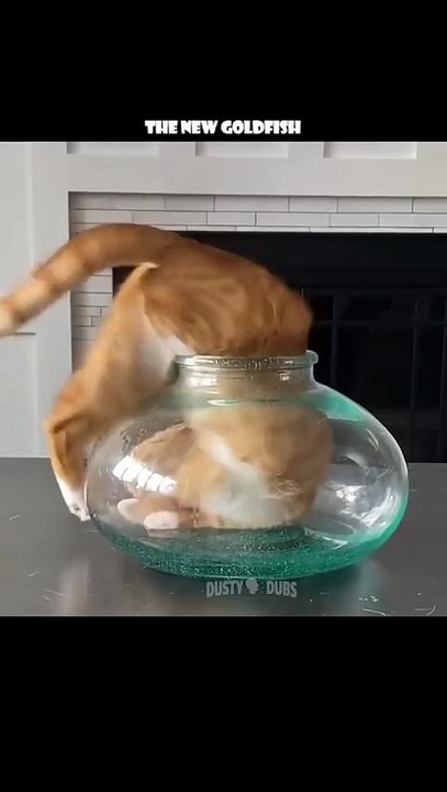 or worse yet, an ELECTRIC EEL 🙀 🎥