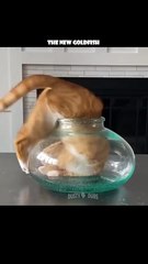 or worse yet, an ELECTRIC EEL 🙀 🎥