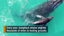 Humpback Calves Are Close Talkers