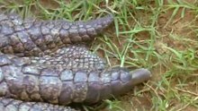 Wildlife Specials_Crocodile