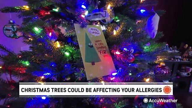 Could your Christmas tree be making your allergies worse?