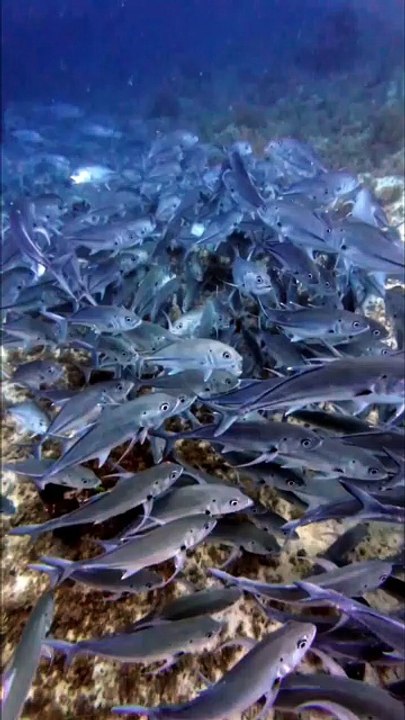 Almost 100 thousand fish gather