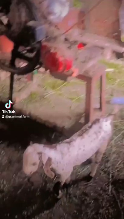 GR Animal Farm 91 🐄🐓