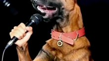 A dog that can sing