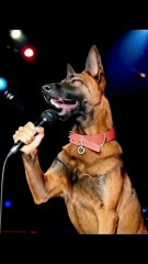 A dog that can sing