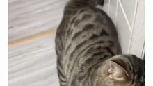 Dumb cats. Funny Cats Movements For Cat lovers. Must Watch