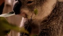 Australian koala 🐨