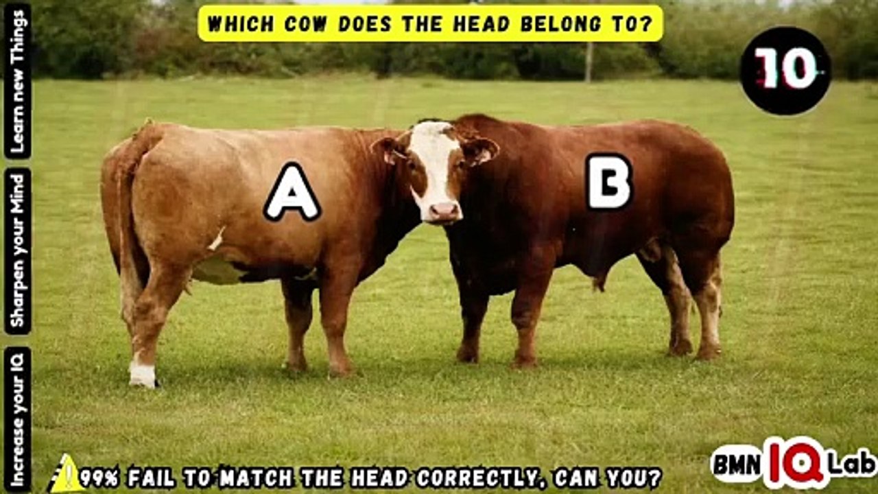 Which Cow Does the Head Belong To? 🐄