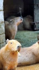 #funny video #shortvideo #viralvideo #funnyadda#