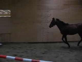 Lover Boy à l'obstacle en liberté (Sans bug)