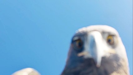 Kartal dronu havada kapıp zirveye bıraktı: İşte o anlar!