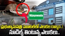 విజయవాడ Govt Hospitalలో షాకింగ్ ఘటన | నూడిల్స్ తింటున్న ఎలుకలు | Oneindia Telugu