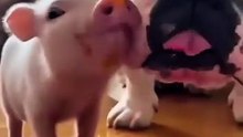 This is the story of the friendship between a lost Pig and an English Bulldog