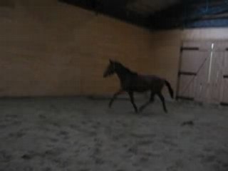 Lover Boy à l'obstacle en liberté 3 (Sans bug)