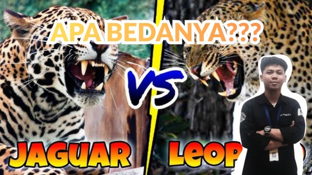 Perbedaan Macan Tutul dan Jaguar