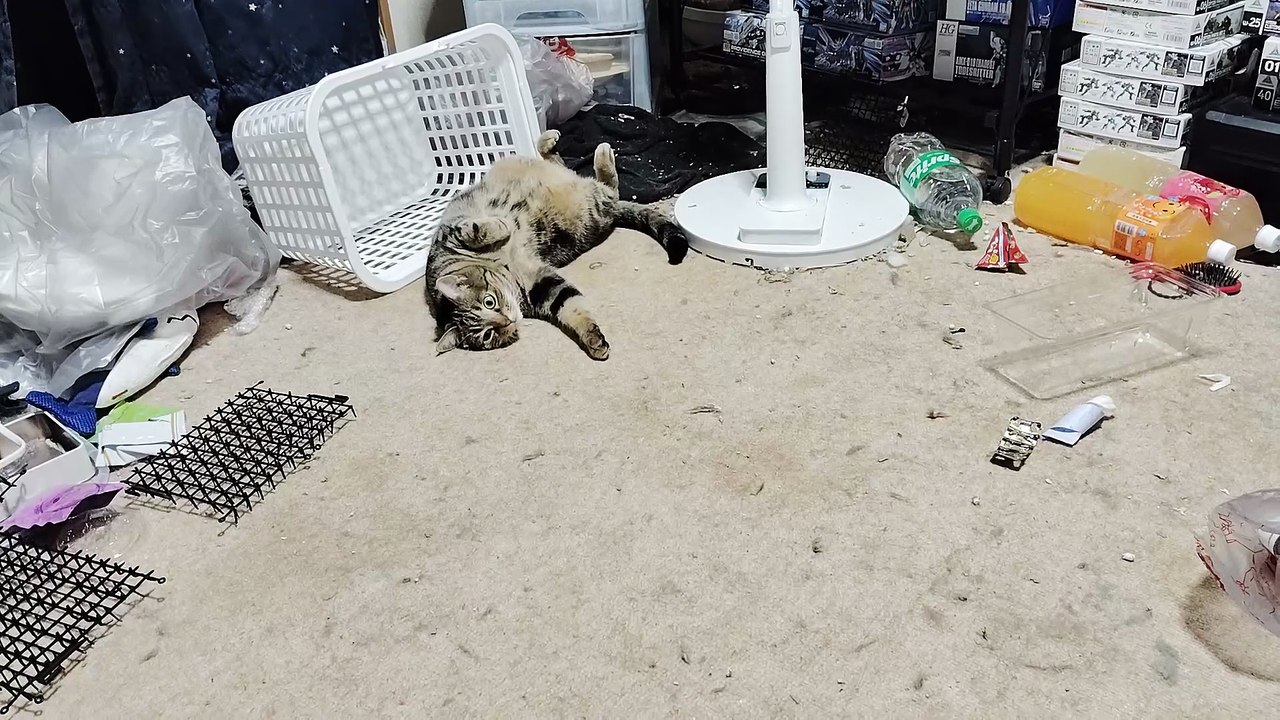 カーペットの上でくつろぐミア