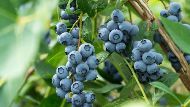 10 Gardening Tips For Very Bushy And Full Blueberry Bushes