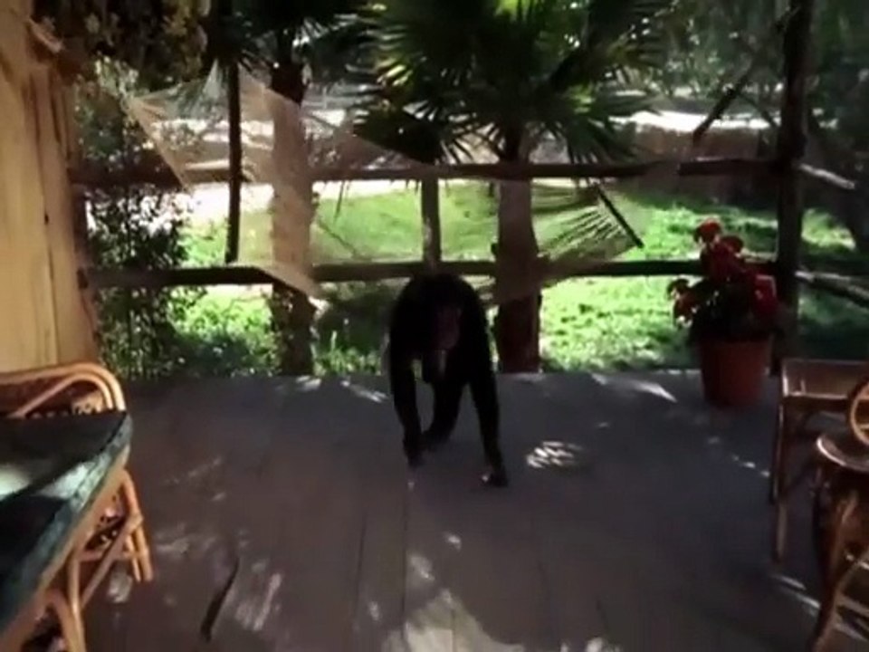 Daktari 1x15-Judy y la hiena-HD