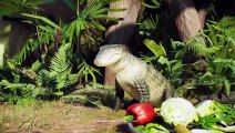 Prehistoric Kingdom auf Steam schenkt euch 10 neue Tiere für euren Park, darunter die größte Schlange aller Zeiten