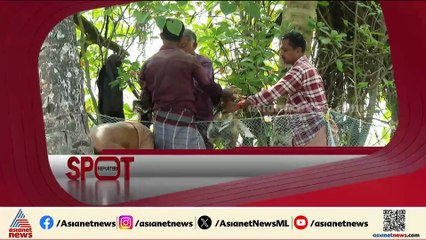 ക്രിസ്മസ് കച്ചവട പ്രതീക്ഷകൾ തകർത്ത് പക്ഷിപ്പനി; ദുരിതത്തിലാണ് കർഷകരുടെ ഈ ക്രിസ്മസ്