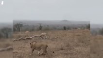 Hyenas Pull Off an Unbelievable Rescue After Lions Take One of Their Own