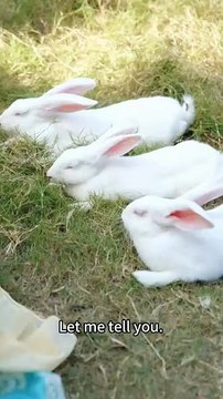 On the way to the end of the divorce, she heard the voice of an animal, leaving her husband halfway to rescue a stray dog, but her husband, who was compared to the dog, suddenly didn't want to leave, and even his usual indifference turned into possessiven