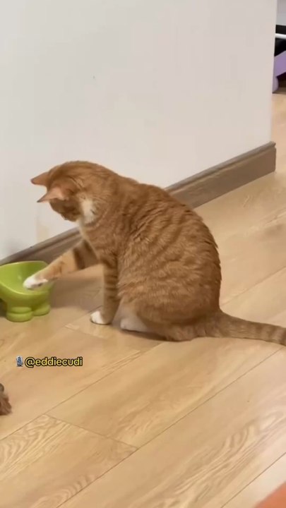 Doublage de Noël 🎅🏼😹