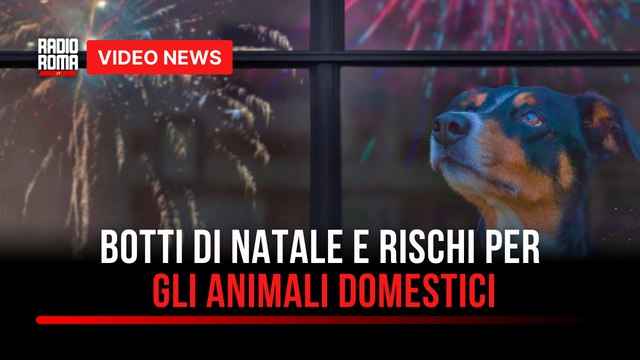 Botti di Natale e rischi per gli animali domestici