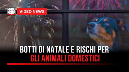 Botti di Natale e rischi per gli animali domestici