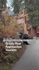 Grizzly Bear Approaches Tourists