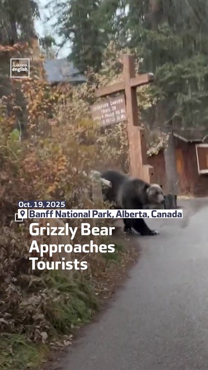 Grizzly Bear Approaches Tourists