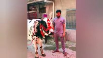 most funny moments of qurbani animals 2025 😅😜 | fun with badsha