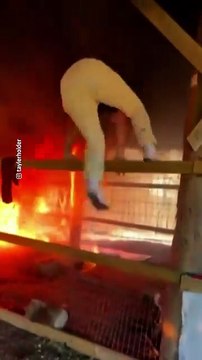 Tayler Holder, un cantante de country en Estados Unidos, logró rescatar a todos los animales de una granja que se estaba incendiando.